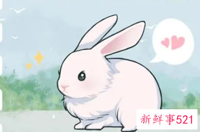 属兔的最佳方位