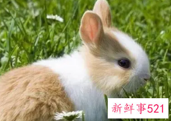 属兔人的弱点是什么