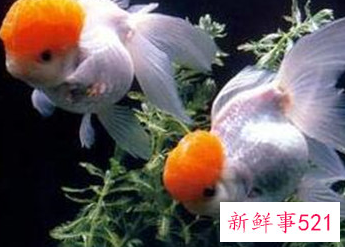 客厅养什么鱼风水好