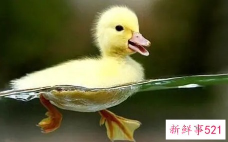 梦到鸭子的寓意