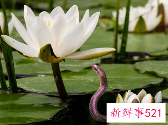 梦见吃蛇有什么征兆