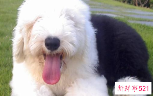 怎么知道古代牧羊犬是否健康