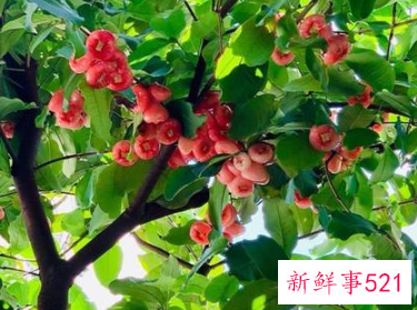 水石榴和莲雾的区别