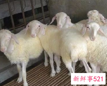 农村致富好项目