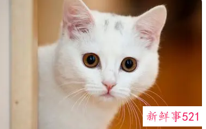 梦见一只生病的白猫