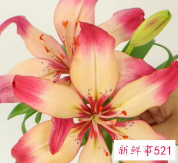 百合花开预示什么