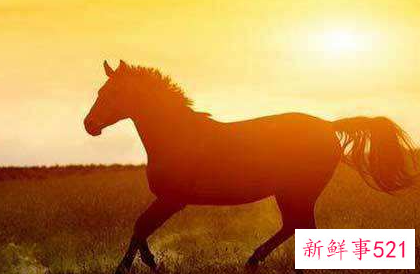 属马女的缘分走势