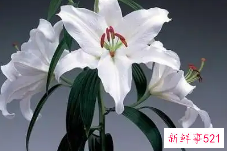 百合花的花语是什么呢