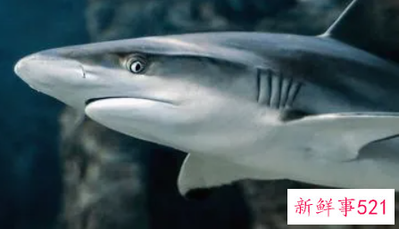 鲨鱼是否是鱼