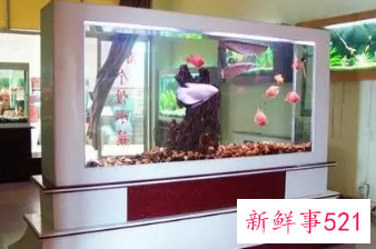 家中养鱼风水好不好