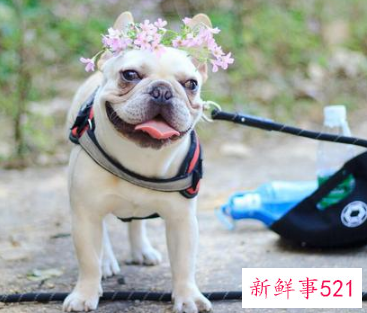 法斗和八哥犬有什么区别图片