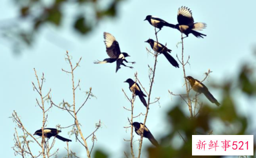 梦见天上喜鹊成群
