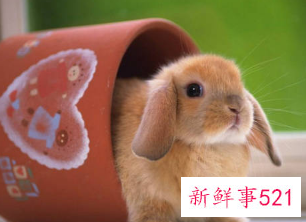 在寝室养什么宠物比较好