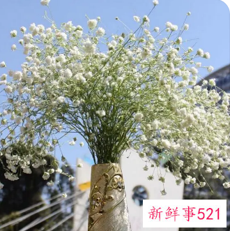 满天星干花寓意