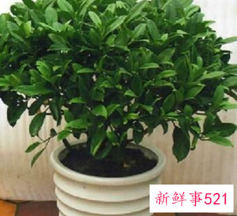 适合办公室养的植物