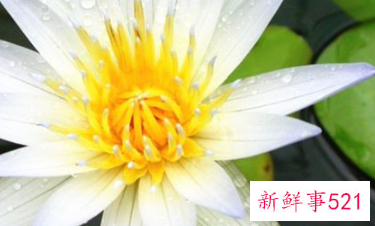 双鱼怎么追天蝎