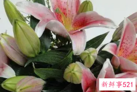 百合花的花语是什么呢