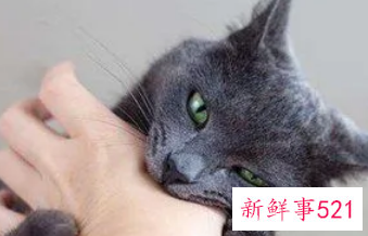 梦见一只小猫咬我什么预兆