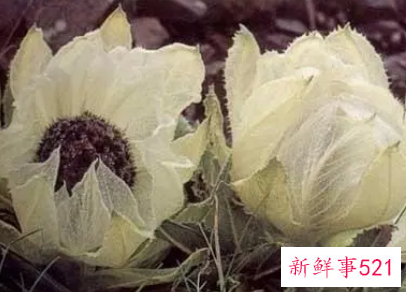 梦见雪莲花代表什么