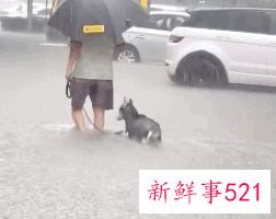 河南暴雨受灾流浪动物救援渠道