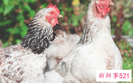 属鸡男几月出生最富贵