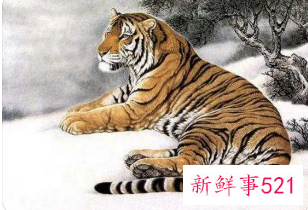 属虎的纹什么招财