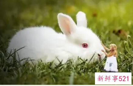 怎么让属兔男主动找你