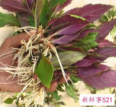 紫葵的功效和作用