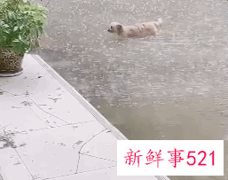 河南暴雨受灾流浪动物救援渠道