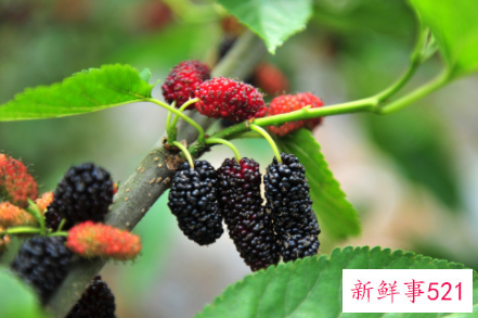 桑葚应该如何保存