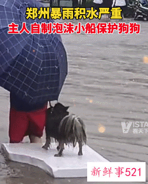 河南暴雨受灾流浪动物救援渠道