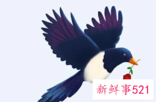 梦见天上喜鹊成群