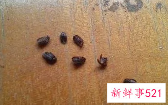 黑皮蠹虫源找到了