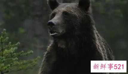 梦见野兽有什么意思