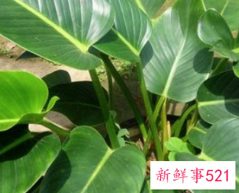 万年青怎么水浇好