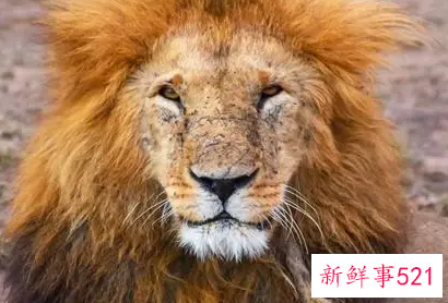 梦见野兽有什么意思