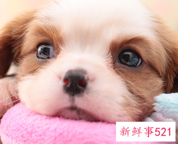 刚满月的小狗能养活吗