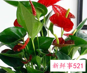 各种属相的幸运花寓意