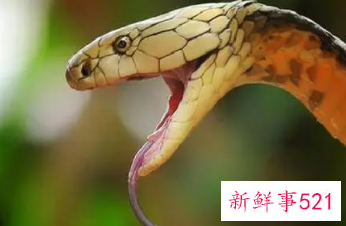 梦见蛇咬自己很害怕