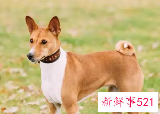 巴仙吉犬好养吗