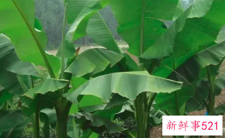 梦到芭蕉是什么预兆