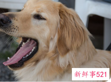 中国十大名牌狗粮