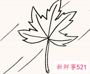 枫叶怎么画步骤