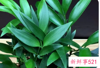 竹柏的养殖方法和注意事项