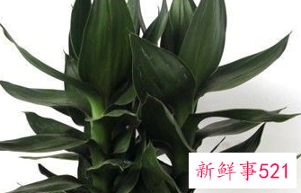 荷花竹水培怎么养