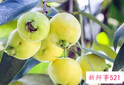 水蒲桃有没有毒