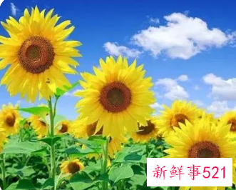 一生最吉利旺财的微信名女