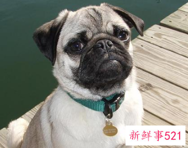 法斗和八哥犬有什么区别图片