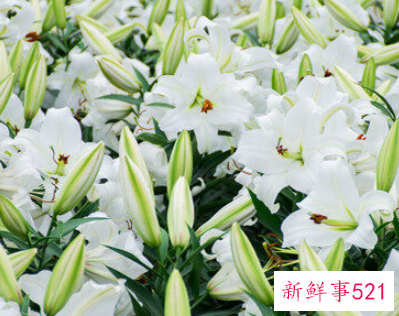 百合花开预示什么