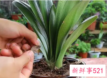 君子兰怎么处理